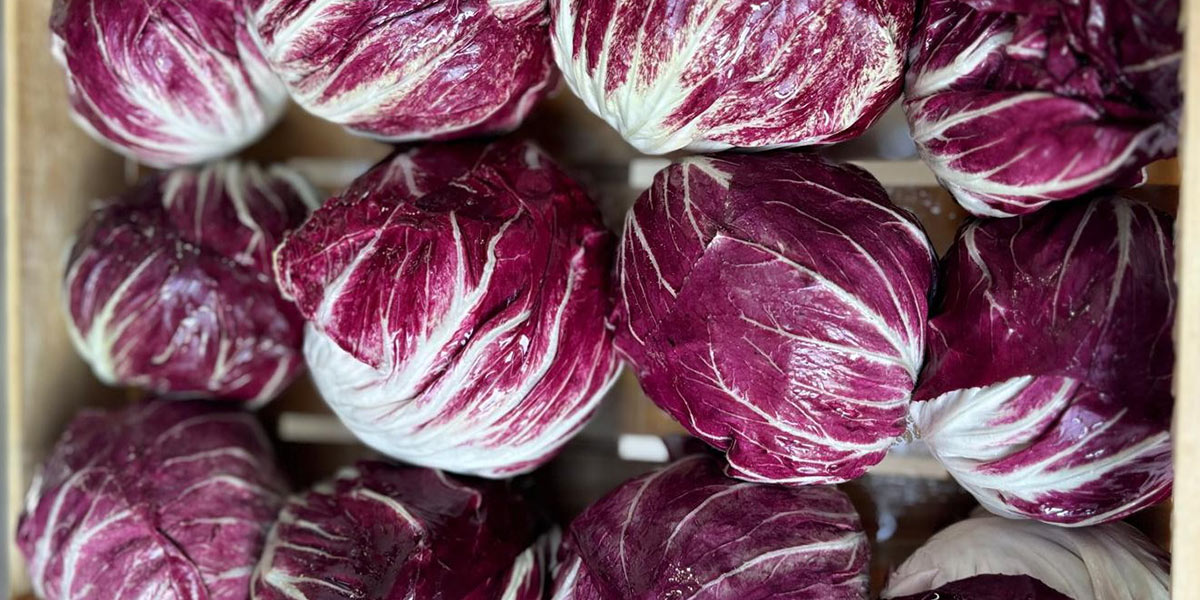 Radicchio, nel Veronese prezzi buoni ma produzione bassa